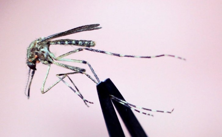 Mosquito-Borne Virus Expansion: How Climate Change is Fueling a Global Health Crisis Mosquito-Borne