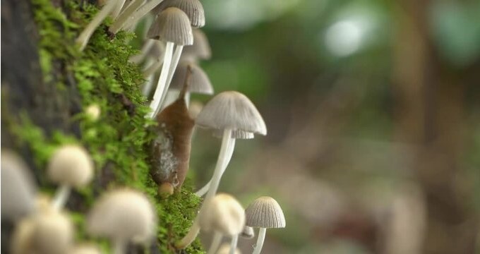Mushroom Boom