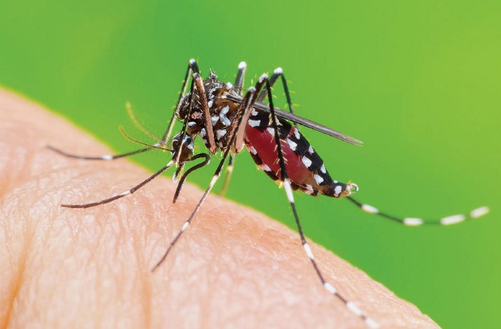 Mosquito-Borne